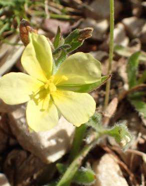 Fotografia 9 da espécie Helianthemum ledifolium no Jardim Botânico UTAD