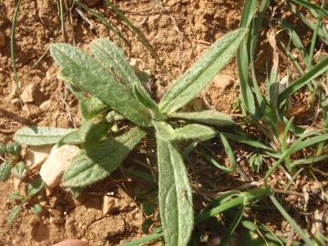 Fotografia da espécie Helianthemum ledifolium