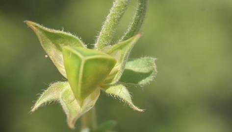 Fotografia da espécie Helianthemum ledifolium