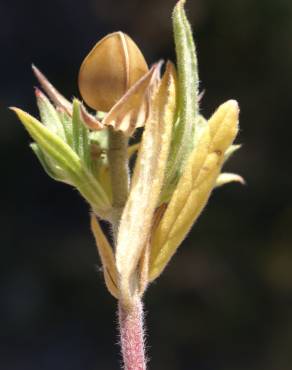 Fotografia 12 da espécie Helianthemum ledifolium no Jardim Botânico UTAD