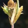 Fotografia 12 da espécie Helianthemum ledifolium do Jardim Botânico UTAD