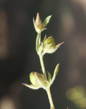 Fotografia 13 da espécie Helianthemum ledifolium no Jardim Botânico UTAD