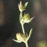 Fotografia 13 da espécie Helianthemum ledifolium do Jardim Botânico UTAD