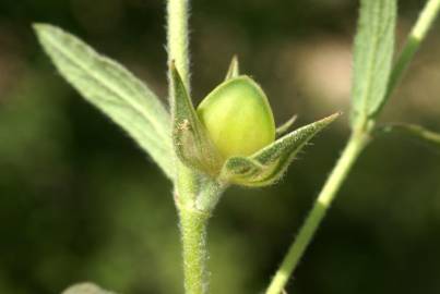 Fotografia da espécie Helianthemum ledifolium