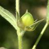 Fotografia 14 da espécie Helianthemum ledifolium do Jardim Botânico UTAD