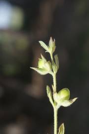 Fotografia da espécie Helianthemum ledifolium