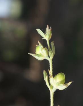 Fotografia 15 da espécie Helianthemum ledifolium no Jardim Botânico UTAD