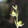 Fotografia 15 da espécie Helianthemum ledifolium do Jardim Botânico UTAD