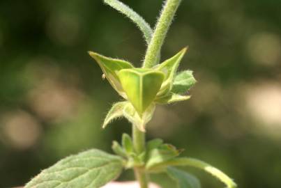 Fotografia da espécie Helianthemum ledifolium