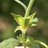 Fotografia 16 da espécie Helianthemum ledifolium do Jardim Botânico UTAD
