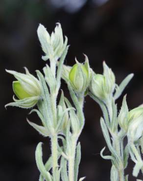 Fotografia 17 da espécie Helianthemum ledifolium no Jardim Botânico UTAD