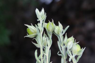 Fotografia da espécie Helianthemum ledifolium