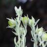 Fotografia 17 da espécie Helianthemum ledifolium do Jardim Botânico UTAD