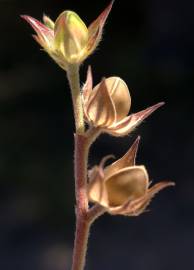 Fotografia da espécie Helianthemum ledifolium
