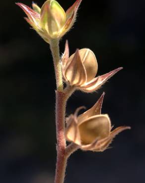 Fotografia 18 da espécie Helianthemum ledifolium no Jardim Botânico UTAD