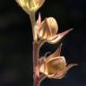 Fotografia 18 da espécie Helianthemum ledifolium do Jardim Botânico UTAD