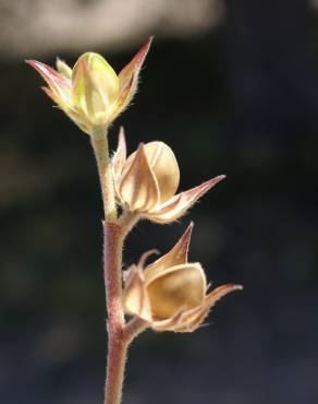 Fotografia 19 da espécie Helianthemum ledifolium no Jardim Botânico UTAD