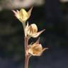 Fotografia 19 da espécie Helianthemum ledifolium do Jardim Botânico UTAD