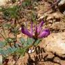 Fotografia 1 da espécie Hedysarum glomeratum do Jardim Botânico UTAD