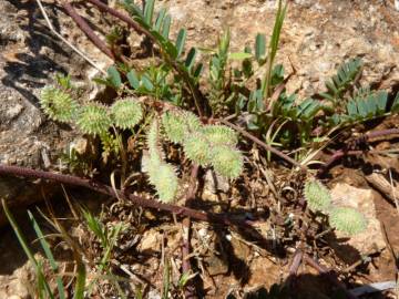 Fotografia da espécie Hedysarum glomeratum