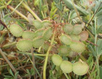 Fotografia da espécie Hedysarum glomeratum