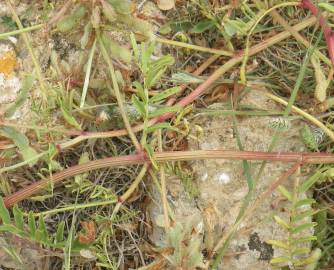 Fotografia da espécie Hedysarum glomeratum