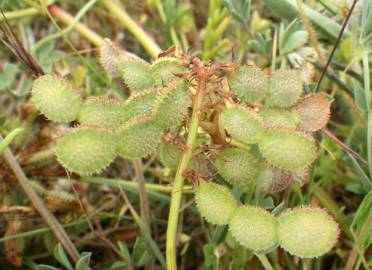 Fotografia da espécie Hedysarum glomeratum