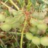 Fotografia 9 da espécie Hedysarum glomeratum do Jardim Botânico UTAD