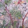 Fotografia 12 da espécie Hedysarum glomeratum do Jardim Botânico UTAD