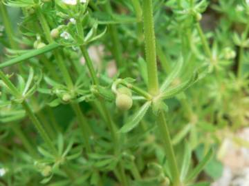 Fotografia da espécie Galium tricornutum