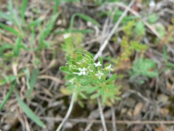 Fotografia da espécie Galium tricornutum