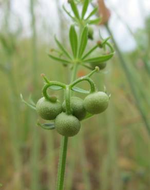 Fotografia 4 da espécie Galium tricornutum no Jardim Botânico UTAD