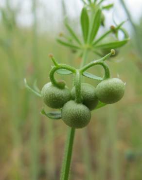 Fotografia 5 da espécie Galium tricornutum no Jardim Botânico UTAD