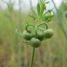 Fotografia 5 da espécie Galium tricornutum do Jardim Botânico UTAD