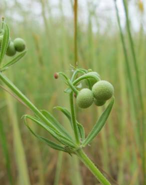 Fotografia 6 da espécie Galium tricornutum no Jardim Botânico UTAD