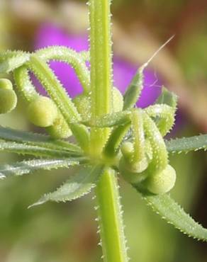 Fotografia 7 da espécie Galium tricornutum no Jardim Botânico UTAD