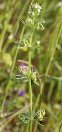 Fotografia da espécie Galium tricornutum