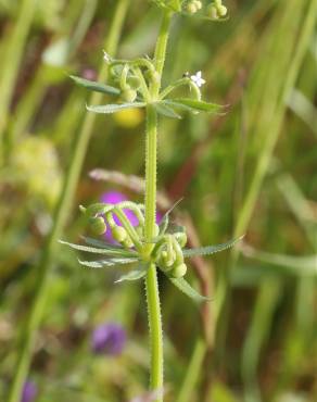 Fotografia 8 da espécie Galium tricornutum no Jardim Botânico UTAD