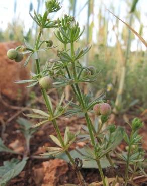 Fotografia 9 da espécie Galium tricornutum no Jardim Botânico UTAD