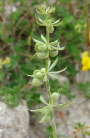 Fotografia da espécie Galium tricornutum