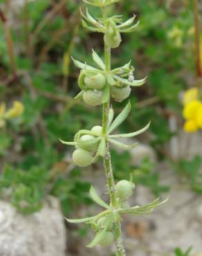 Fotografia 10 da espécie Galium tricornutum no Jardim Botânico UTAD