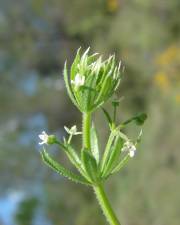 Fotografia da espécie Galium tricornutum