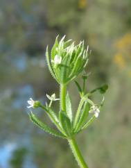 Galium tricornutum