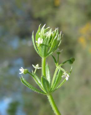 Fotografia 1 da espécie Galium tricornutum no Jardim Botânico UTAD