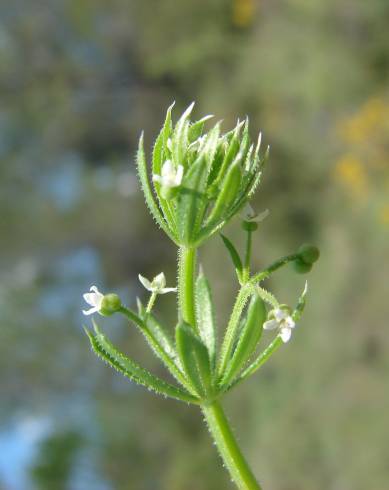 Fotografia de capa Galium tricornutum - do Jardim Botânico