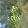 Fotografia 1 da espécie Galium tricornutum do Jardim Botânico UTAD