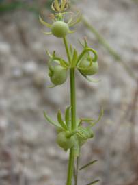 Fotografia da espécie Galium tricornutum