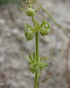 Fotografia 11 da espécie Galium tricornutum no Jardim Botânico UTAD