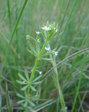 Fotografia 12 da espécie Galium tricornutum no Jardim Botânico UTAD