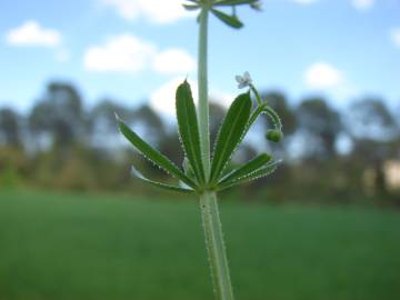 Fotografia da espécie Galium tricornutum